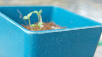 New biodegradable planters aim to eliminate plastic pots - ISRAEL21c
